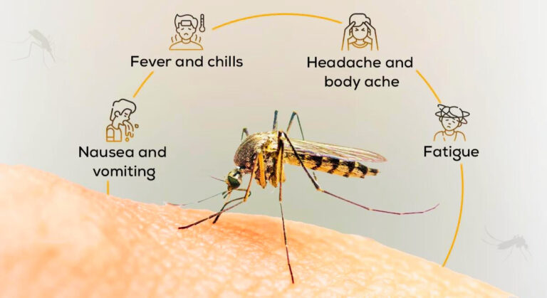 Understanding Malaria