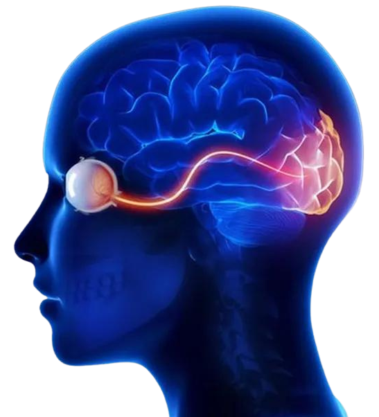 Neuro-Ophthalmology