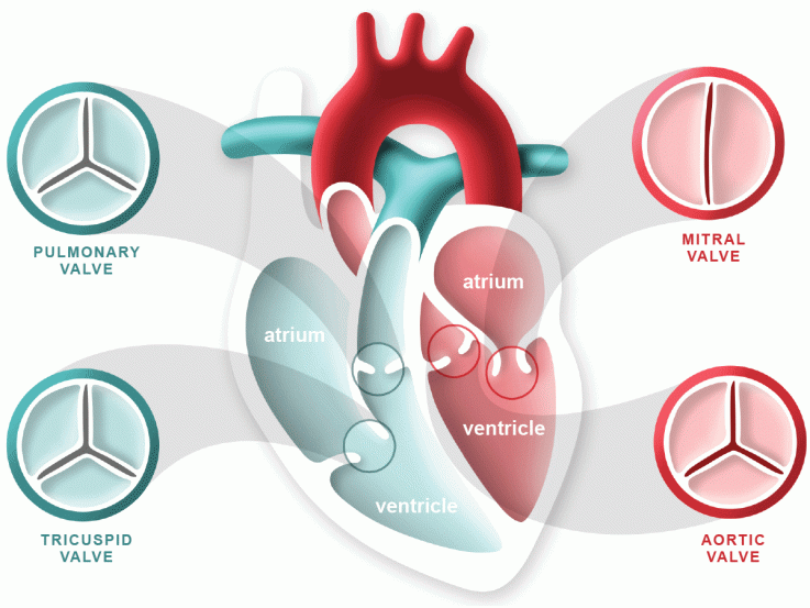 Structural and Valvular Heart Disease