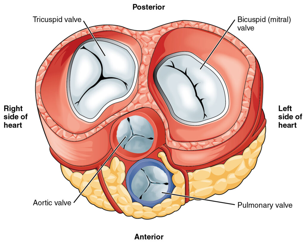 Valvular Heart