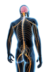 Neuromuscular Disorders