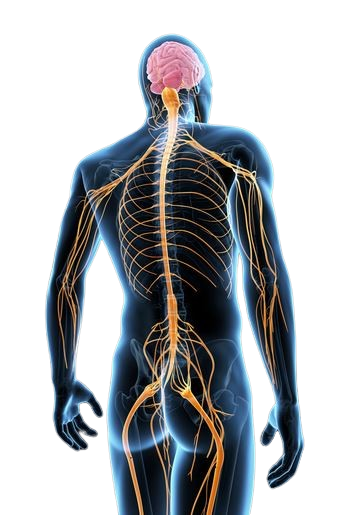 Neuromuscular Disorders – Universal Hospital