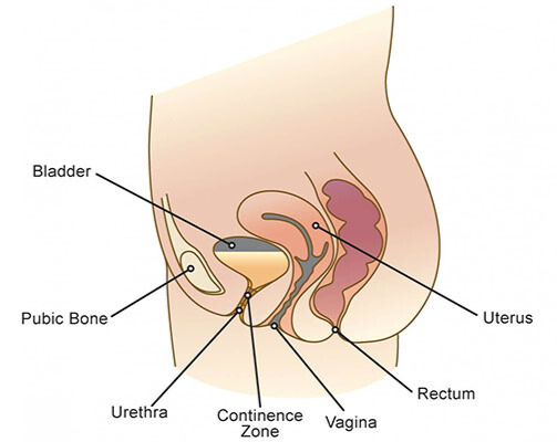 About Female Urology