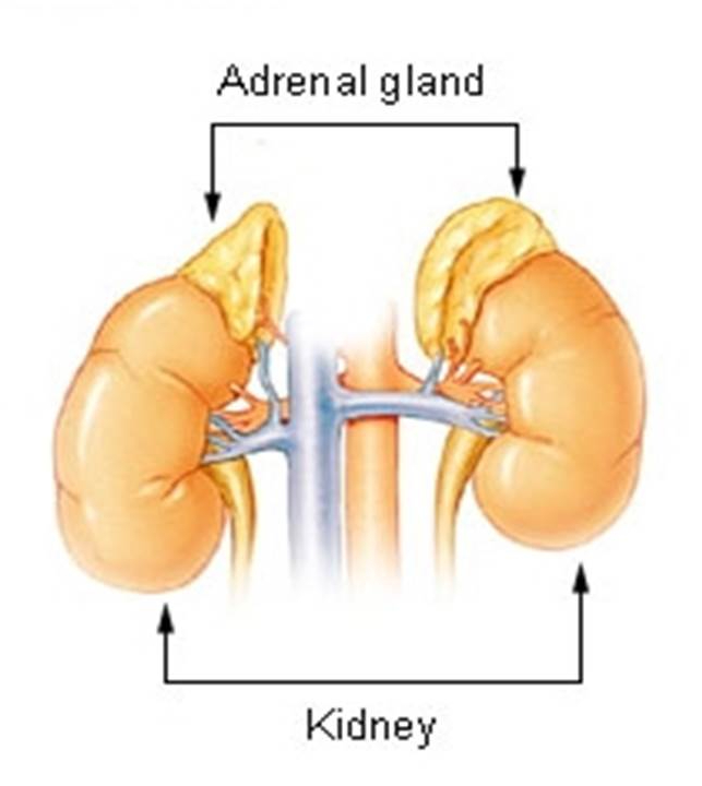 Adrenal Gland Surgery