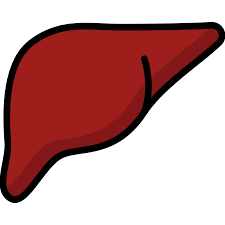 Liver Transplant