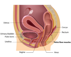 Genital and Pelvic Reconstruction