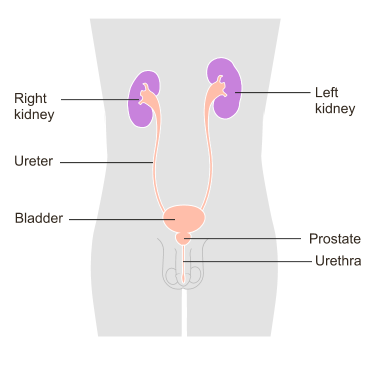 urethra